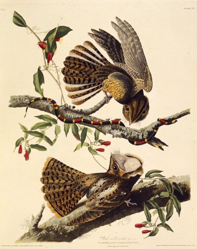 Chuck-vilje-enken. Fra The Birds of America, 1827-1838. av John James Audubon