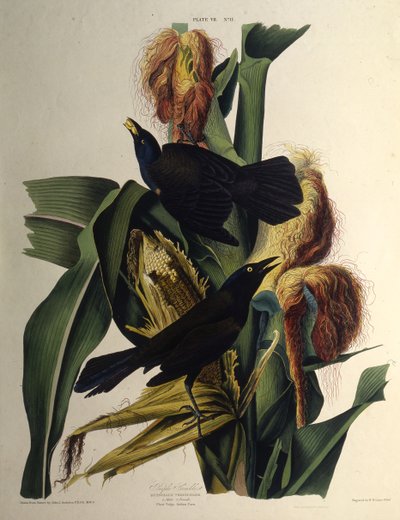Den vanlige graklen. Fra The Birds of America, 1827-1838. av John James Audubon