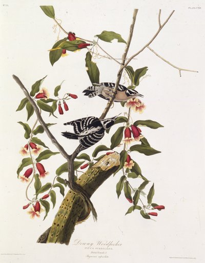 Den dunete hakkespetten. Fra The Birds of America, 1827-1838. av John James Audubon