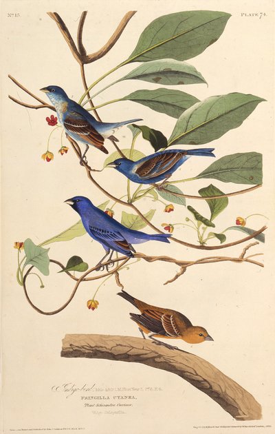 Indigofuglene. Fra The Birds of America, 1827-1838. av John James Audubon