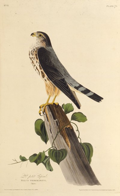 Merlinen. Fra The Birds of America, 1827-1838. av John James Audubon
