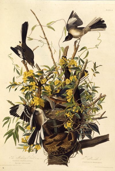 Den nordlige spottfuglen. Fra The Birds of America, 1827-1838. av John James Audubon