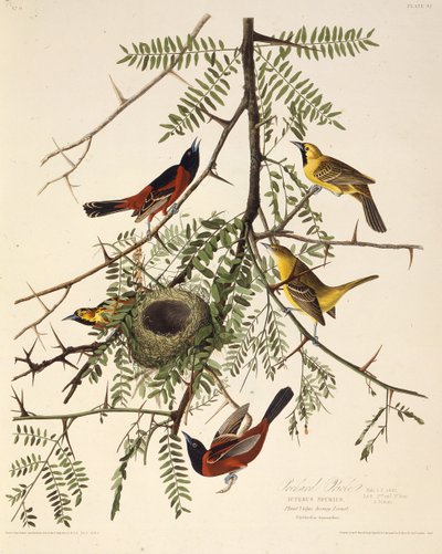 Orchard oriole. Fra The Birds of America, 1827-1838. av John James Audubon