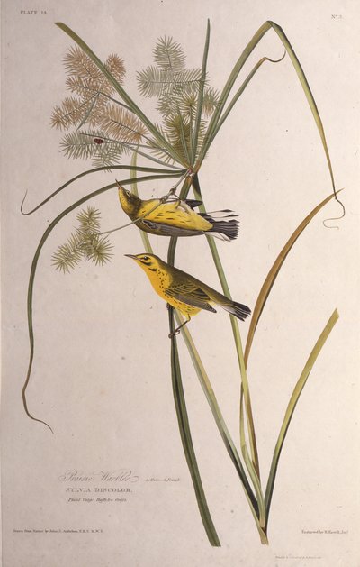 Præriesangeren. Fra The Birds of America, 1827-1838. av John James Audubon