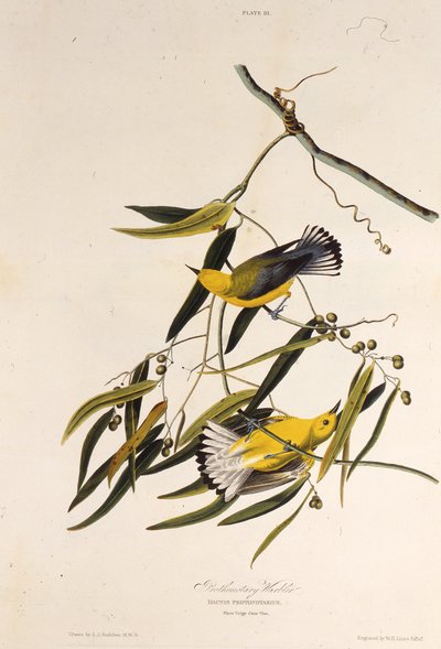 Den protonotære sangfuglen. Fra The Birds of America, 1827-1838. av John James Audubon