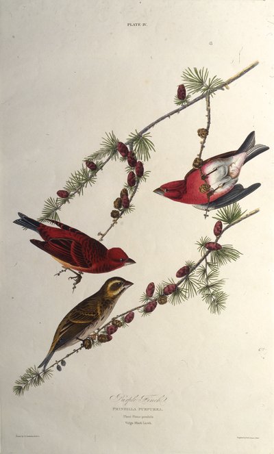 Lilla finken. Fra The Birds of America, 1827-1838. av John James Audubon