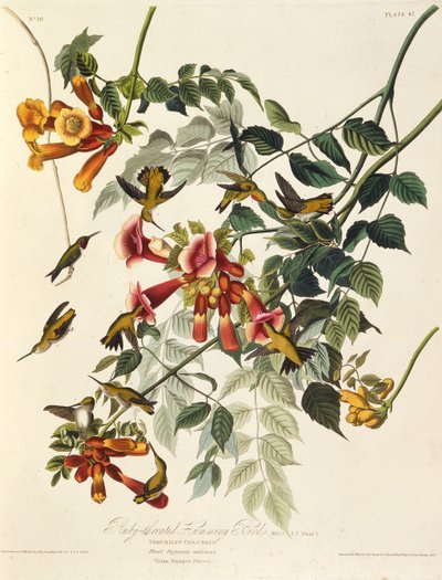 Den rubinstrupe kolibrien. Fra The Birds of America, 1827-1838. av John James Audubon