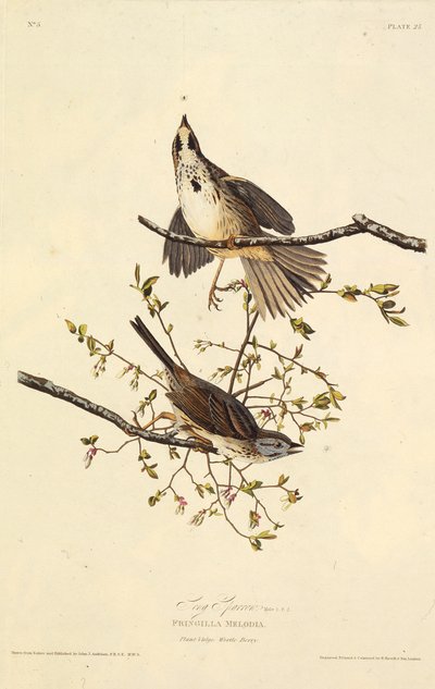 Sangen spurv. Fra The Birds of America, 1827-1838. av John James Audubon
