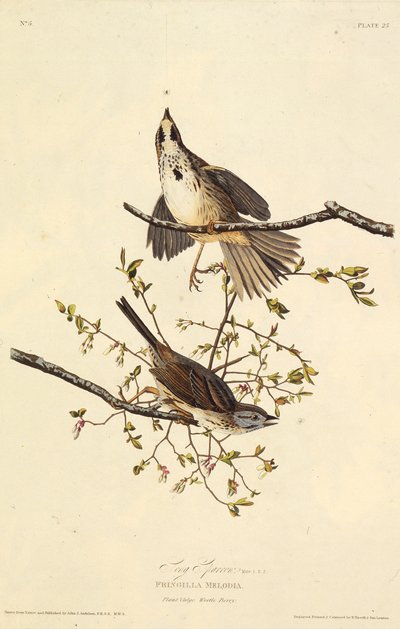 Sangen spurv. Fra The Birds of America, 1827-1838. av John James Audubon