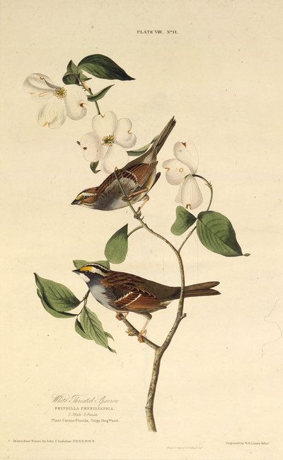 Hvitstrupen spurv. Fra The Birds of America, 1827-1838. av John James Audubon