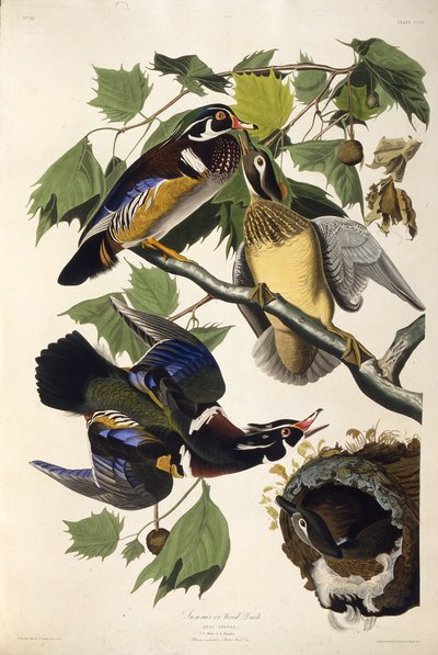 Vedanden. Fra The Birds of America, 1827-1838. av John James Audubon