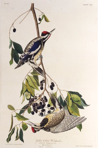 Den gulmagede sapsuckeren. Fra The Birds of America, 1827-1838. av John James Audubon