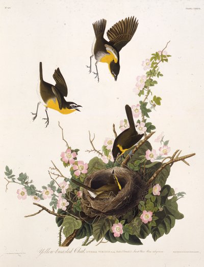Den gulbrystede chatten. Fra The Birds of America, 1827-1838. av John James Audubon