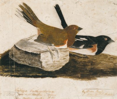 Towhee Bunting av John James Audubon