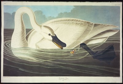 Trompetist Svane av John James Audubon