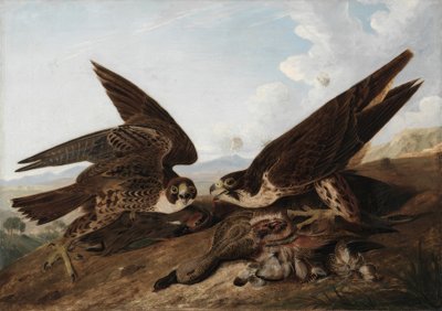 Vandrefalk (Andemusvåker) av John James Audubon