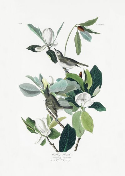 Sangfluefanger fra *Birds of America* (1827) av John James Audubon