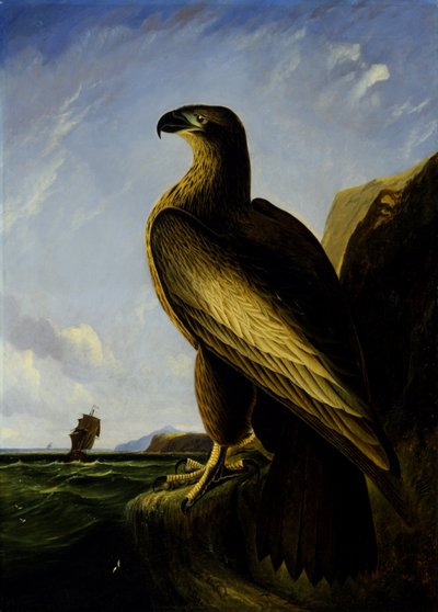 Washington havørn av John James Audubon