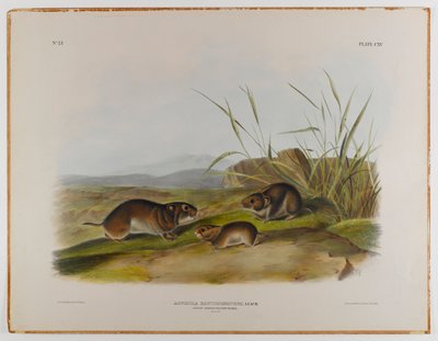 Gulkinn engmus av John James Audubon