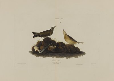 Brown Lark, fra Birds of America, gravert av Robert Havell (1793-1878) av John James after Audubon