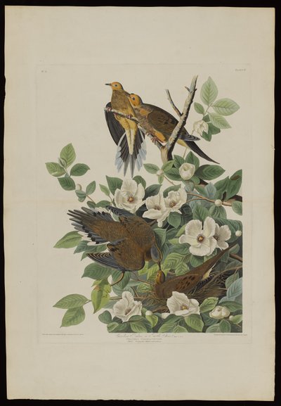 Carolina Pigeon eller Turtle Dove, fra Birds of America, gravert av Robert Havell (1793-1878) av John James after Audubon