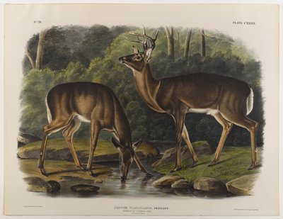 Common eller Virginia Deer, gravert av John T. Bowen (1801-c.1856) 1848 av John James after Audubon