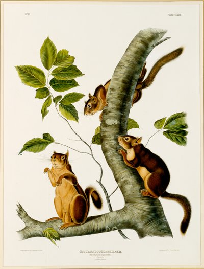 Douglas Squirrel, fra folioen The Viviparous Quadrupeds of North America, utgitt i 1845, 1844 (se 129902 for original) av John James after Audubon
