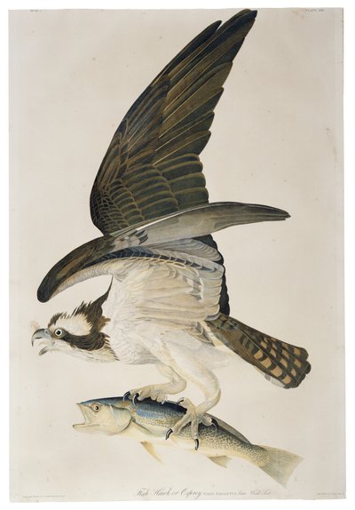 Fish Hawk eller Osprey, litografi av Julius Bien (1826-1909), 1860 av John James after Audubon