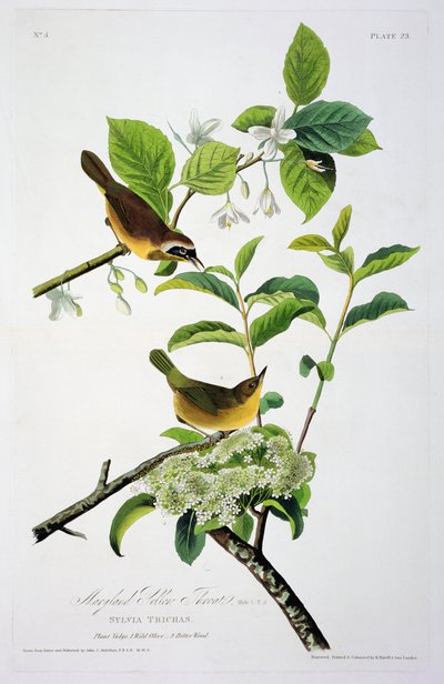 Maryland Yellow Throat, fra Birds of America, gravert av Robert Havell (1793-1878) av John James after Audubon