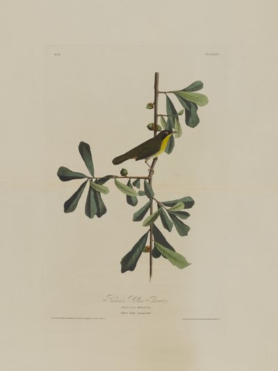 Roscoes Yellow Throat, fra Birds of America, gravert av Robert Havell (1793-1878) av John James after Audubon