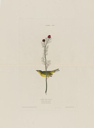Selbys Fly Catcher, fra Birds of America, gravert av Robert Havell (1793-1878) av John James after Audubon