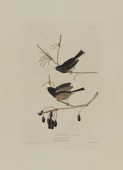 Snow Bird, fra Birds of America, gravert av Robert Havell (1793-1878) av John James after Audubon