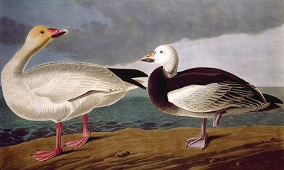 Snow Goose, fra Birds of America, gravert av Robert Havell (1793-1878) 1837 av John James after Audubon