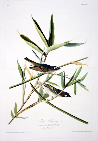 Solitary Flycatcher, fra Birds of America, gravert av Robert Havell (1793-1878) av John James after Audubon