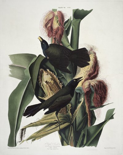 The Purple Grackle, fra Birds of America, gravert av Robert Havell (1793-1878) av John James after Audubon
