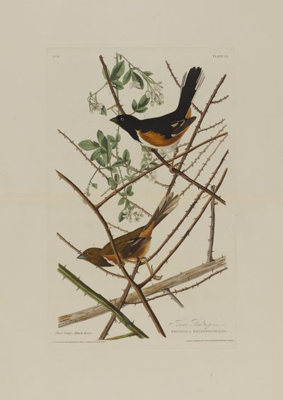 The Towhe Bunting, fra Birds of America, gravert av Robert Havell (1793-1878) av John James after Audubon