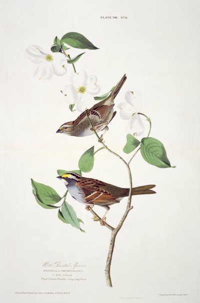 White Throated Sparrow, fra Birds of America, gravert av Robert Havell (1793-1878) av John James after Audubon