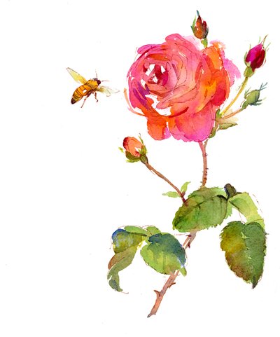 Rose med bie, 2014, (akvarell) av John Keeling