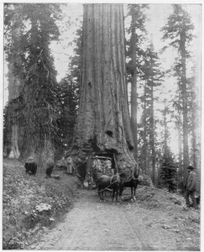 Veien går gjennom en Giant Sequoia, Mariposa Grove, Wawona, California, sent på 1800-tallet av John L. Stoddard