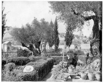 The Garden of Getsemane, Palestina, sent på 1800-tallet. av John L. Stoddard