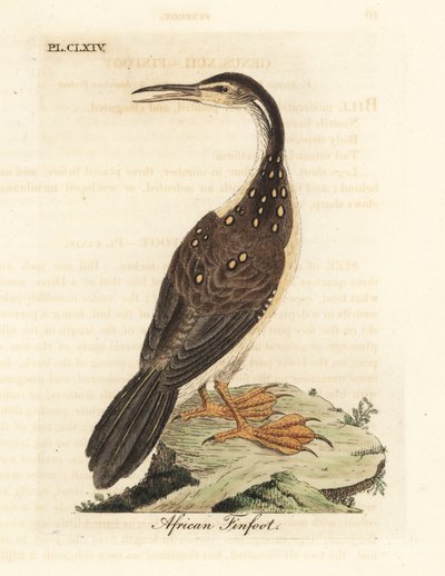 Afrikansk finfot, Podica senegalensis. Håndfarget kobberplate tegnet og gravert av John Latham fra hans egen A General History of Birds, Winchester av John Latham
