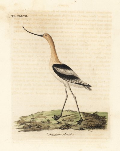 Amerikansk avocet, Recurvirostra americana. Håndfarget kobberplate tegnet og gravert av John Latham fra hans egen A General History of Birds, Winchester av John Latham