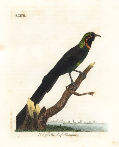 Arfak astrapia, Astrapia nigra (Gorget paradisfugl, Paradisea gularis). Håndfarget kobberplate tegnet og gravert av John Latham fra hans egen A General History of Birds, Winchester av John Latham