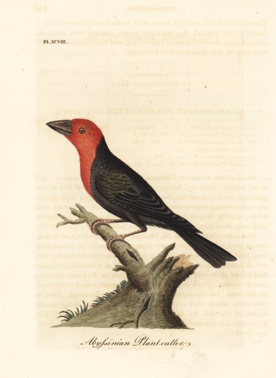Svartnebbbarbet, Lybius guifsobalito (Abyssinisk plantekutter, Loxia tridactyla). Håndfarget kobberplate tegnet og gravert av John Latham fra hans egen A General History of Birds, Winchester av John Latham