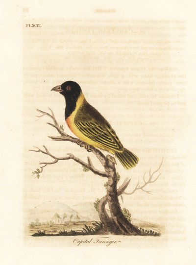 Svarthodet gulkragevever, Ploceus melanocephalus capitalis (Capital tanager, Tanagra capitalis). Håndfarget kobberplate tegnet og gravert av John Latham fra hans egen A General History of Birds, Winchester av John Latham