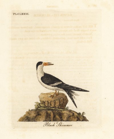 Svart skimmer, Rynchops niger (Rhynchops nigra). Håndfarget kobberplate tegnet og gravert av John Latham fra hans egen A General History of Birds, Winchester av John Latham