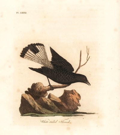 Svart hvete, Oenanthe leucura (Hvithaletrost, Turdus leucurus). Håndfarget kobberplate tegnet og gravert av John Latham fra hans egen A General History of Birds, Winchester av John Latham