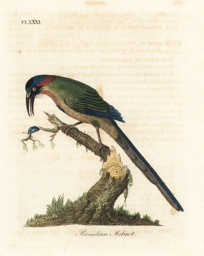 Blåkronet motmot, Momotus momota (brasiliansk motmot, Momotus brasiliensis). Håndfarget kobberplate tegnet og gravert av John Latham fra hans egen A General History of Birds, Winchester av John Latham