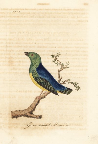 Blånakket chlorophonia, Chlorophonia cyanea (grønnhodet manakin, hjemmehørende i Sør-Amerika). Håndfarget kobberplate tegnet og gravert av John Latham fra hans egen A General History of Birds, Winchester av John Latham
