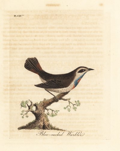 Blåstrupe, Luscinia svecica (Blåhalssanger, også kjent som gunpigera, neelkunthee, gunpedrab i India). Håndfarget kobberplate tegnet og gravert av John Latham fra hans egen A General History of Birds, Winchester av John Latham